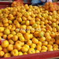 bebé fresco mandarina naranja fábrica directa de exportación